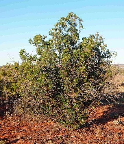 Eremophila duttonii